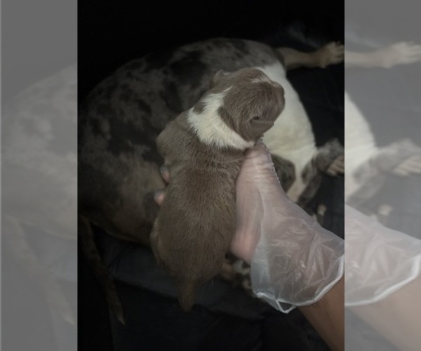 Medium Photo #6 American Bully Puppy For Sale in PARKVILLE, MD, USA