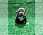 Small #1 American Bully