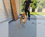 Small #5 Carolina Dog Mix