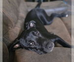 Small #2 Labrador Retriever Mix
