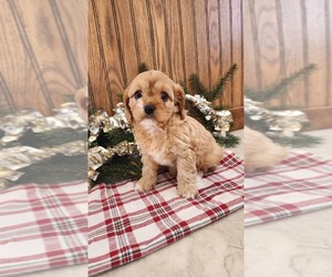 Cavapoo (Miniature) Litter for sale in GREENWOOD, WI, USA