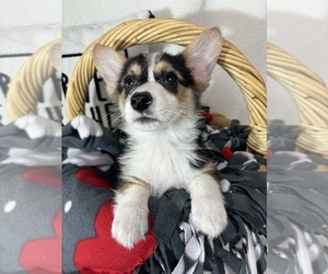 Medium Pembroke Welsh Corgi