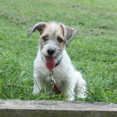Medium Jack Russell Terrier-Poodle (Toy) Mix