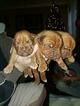 Small Photo #2 Dogue de Bordeaux Puppy For Sale in DIABLO GRANDE, CA, USA