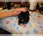Small Photo #8 Schnauzer (Miniature) Puppy For Sale in ROCKINGHAM, NC, USA