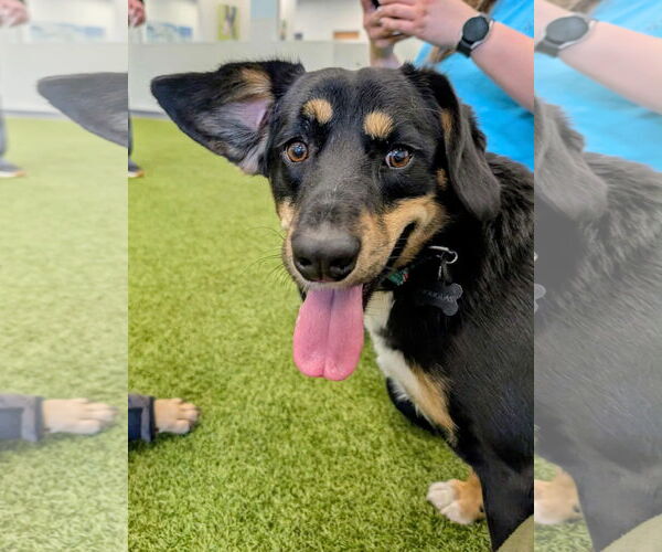 Medium Photo #3 Mutt Puppy For Sale in Germantown, OH, USA