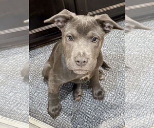 Labrador Retriever-Unknown Mix Dogs for adoption in The Woodlands, TX, USA