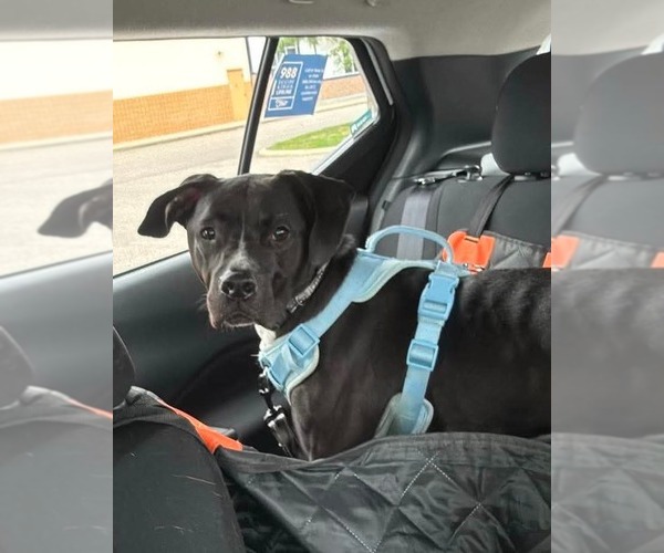 Medium Photo #3 American Pit Bull Terrier-Labrador Retriever Mix Puppy For Sale in Germantown, OH, USA