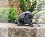 Small Photo #4 French Bulldog Puppy For Sale in MADISONVILLE, KY, USA