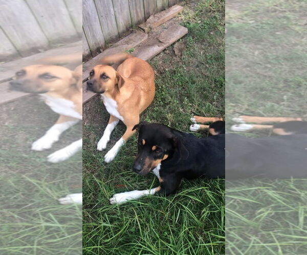 Medium Photo #2 Australian Shepherd-Black Mouth Cur Mix Puppy For Sale in New Orleans, LA, USA