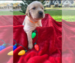 Small Photo #2 Golden Retriever Puppy For Sale in MOORESVILLE, NC, USA