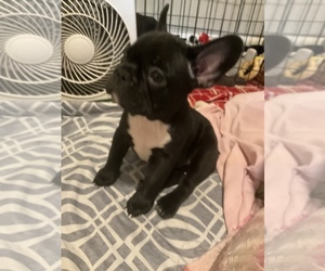 French Bulldog Puppy for sale in ALPHARETTA, GA, USA