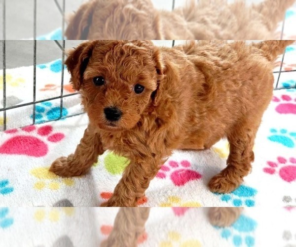 Medium Photo #6 Cavapoo mix (+ Poodle Miniature) Puppy For Sale in ORO VALLEY, AZ, USA