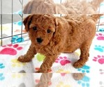 Small #5 Cavapoo mix (+ Poodle Miniature)