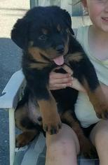 Rottweiler Puppy for sale in ESCALON, CA, USA