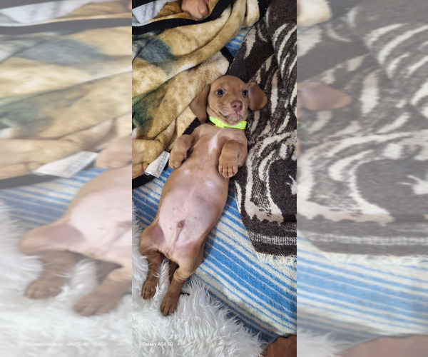 Medium Photo #2 Dachshund Puppy For Sale in TWENTYNINE PALMS, CA, USA