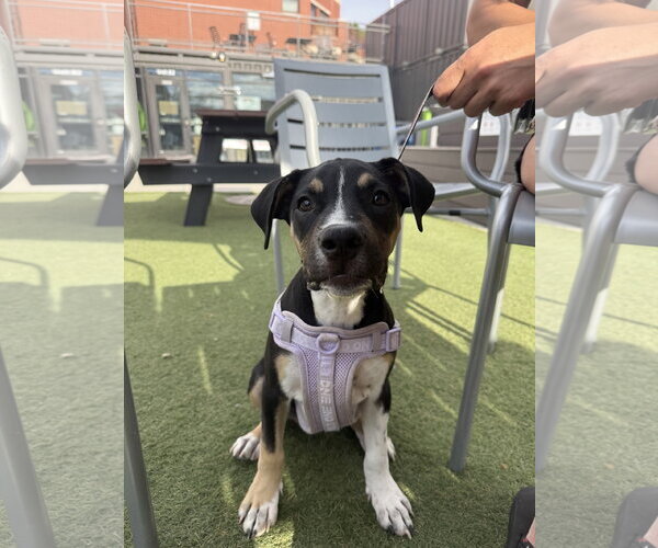 Medium Photo #3 Mutt Puppy For Sale in Fort Collins, CO, USA