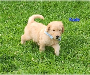 Goldendoodle Puppy for sale in FENWICK, MI, USA