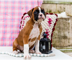 Small Photo #33 Boxer Puppy For Sale in WAKARUSA, IN, USA