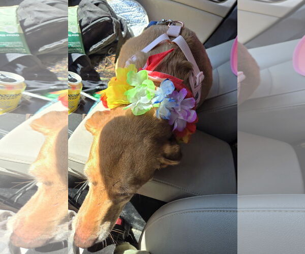 Medium Photo #2 Rat Terrier-Unknown Mix Puppy For Sale in Jackson, MS, USA