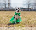 Small #15 American Pit Bull Terrier Mix