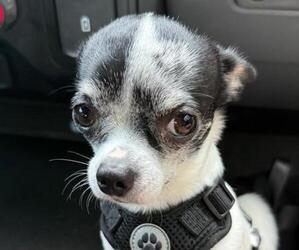 Father of the Chihuahua puppies born on 07/06/2025