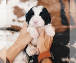 Puppy 6 Bernedoodle (Miniature)