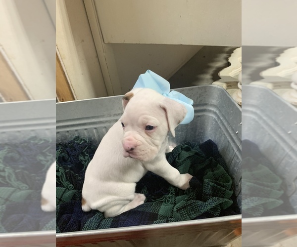 Medium Photo #3 Boxer Puppy For Sale in COMO, TX, USA