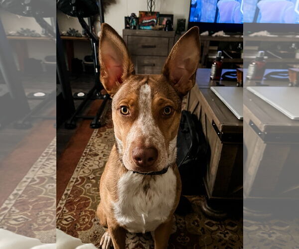 Medium Photo #9 Labrador Retriever-Red Heeler Mix Puppy For Sale in Rosenberg, TX, USA