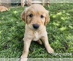 Puppy Turquoise Golden Retriever