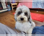 Small Photo #8 Poodle (Toy) Puppy For Sale in COLORADO SPRINGS, CO, USA