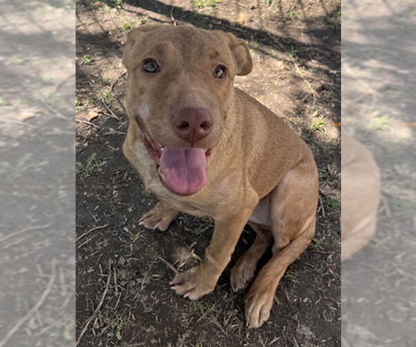 Medium Photo #1 Mutt Puppy For Sale in Riverside, CA, USA