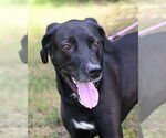 Small #3 Great Dane-Labrador Retriever Mix