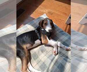 Mutt Dogs for adoption in Roxboro, NC, USA
