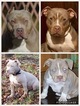 Small Photo #1 American Pit Bull Terrier Puppy For Sale in ADRIAN, MI, USA