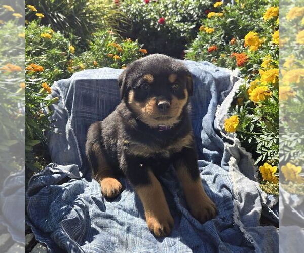 Medium Photo #3 Rottweiler Puppy For Sale in SHIPPENSBURG, PA, USA