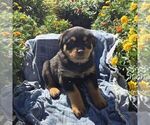Neva - Female Rottweiler Puppy for Sale - Photo #3