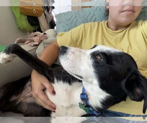 Stassi - Female Labrador Retriever-Unknown Mix Dog for Adoption - Photo #4