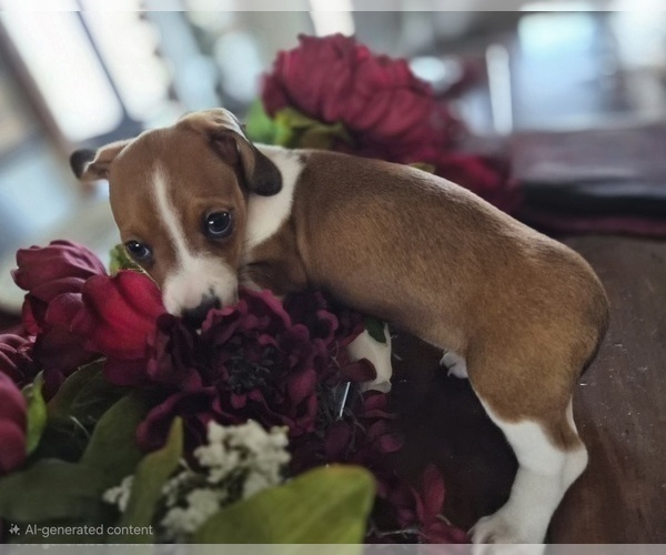 Medium Photo #9 Dachshund Puppy For Sale in SAINT CLOUD, FL, USA