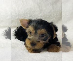 Medium Yorkshire Terrier