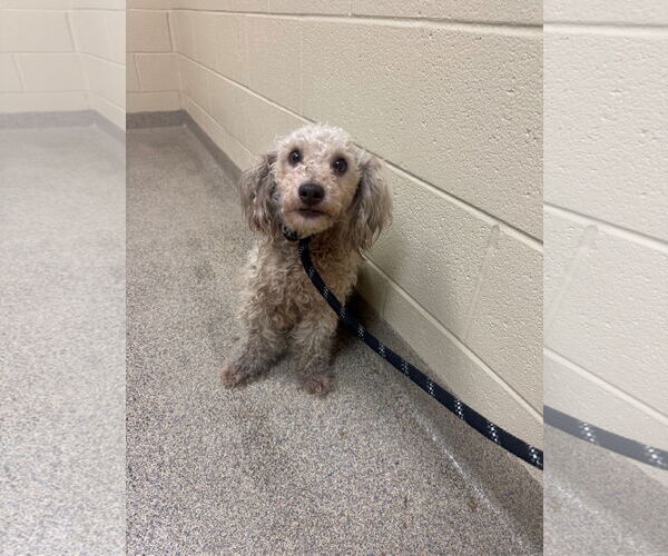 Medium Photo #1 Poodle (Miniature) Puppy For Sale in Virginia Beach, VA, USA