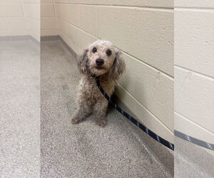Poodle (Miniature) Dogs for adoption in Virginia Beach, VA, USA
