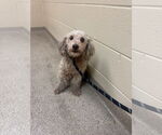 Small Poodle (Miniature)