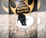 Small #4 Cavapoo (Miniature)