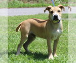 Small #1 Mutt