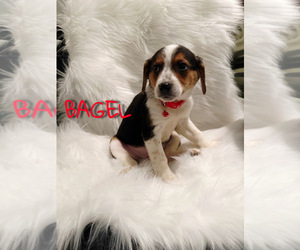 Beagle Puppy for sale in NOVI, MI, USA