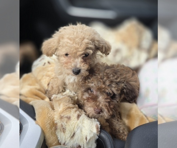 Medium Photo #5 Poodle (Toy) Puppy For Sale in DYERSBURG, TN, USA