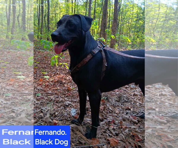 Medium Photo #1 Labrador Retriever-Unknown Mix Puppy For Sale in Farmerville, LA, USA