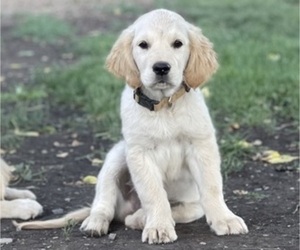 Golden Retriever Puppy for sale in COLVILLE, WA, USA