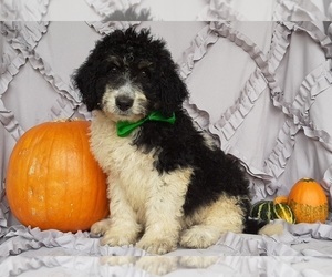 Bernedoodle Puppy for sale in LANCASTER, PA, USA